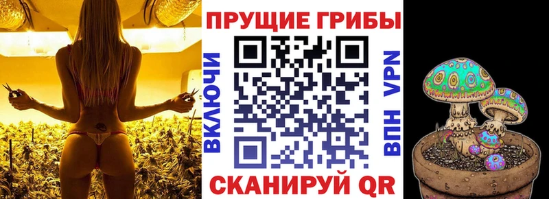 Галлюциногенные грибы Psilocybine cubensis  Купить  Данилов 